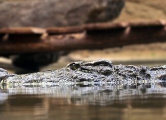 Co oznacza zasada szczegółowości budżetowej? Co oznacza zasada szczegółowości budżetowej?